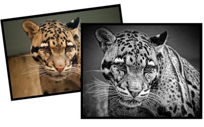 CPS_PS_compare_leopard3