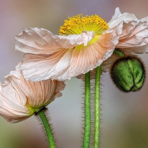 Trio of Poppies - Vicki Wert