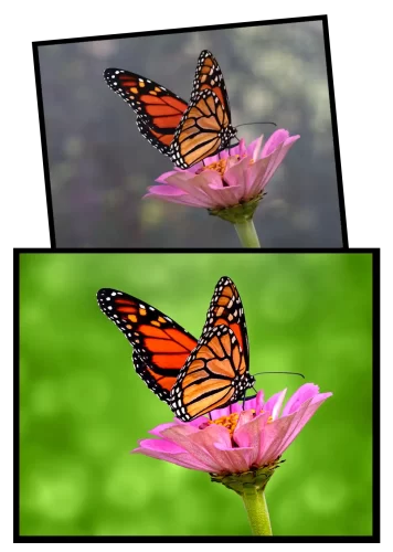 CPS_PS_compare_butterfly4